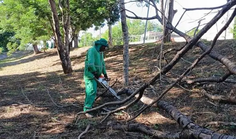 Trabalho de manejo arbóreo Gaia