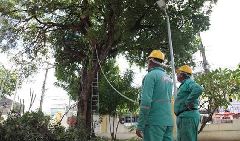 Poda profissional com acesso por cordas